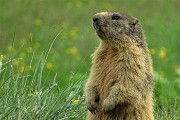 95 Marmotta in sentinella tra il verde dei pascoli ai Piani dell'Avaro